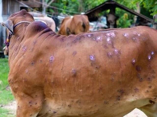 गण्डकीमा ८० हजार पशुमा लम्पी स्किन, साढे चार हजार पशु मरे